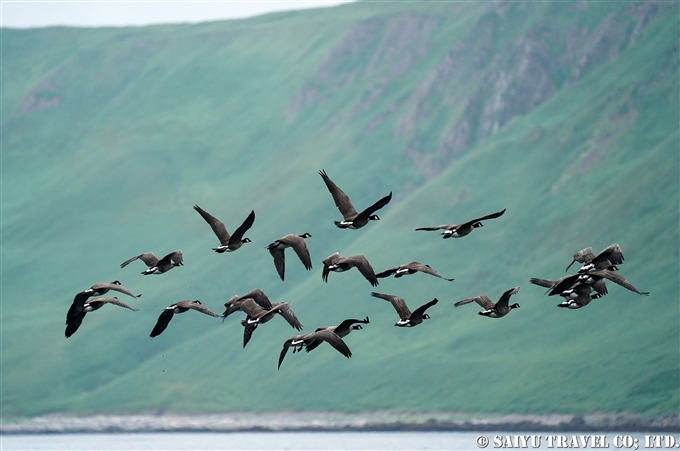 千島列島のシジュウカラガン　Cackling goose Kuril Islands Ekarma Shashikotan Island (11)