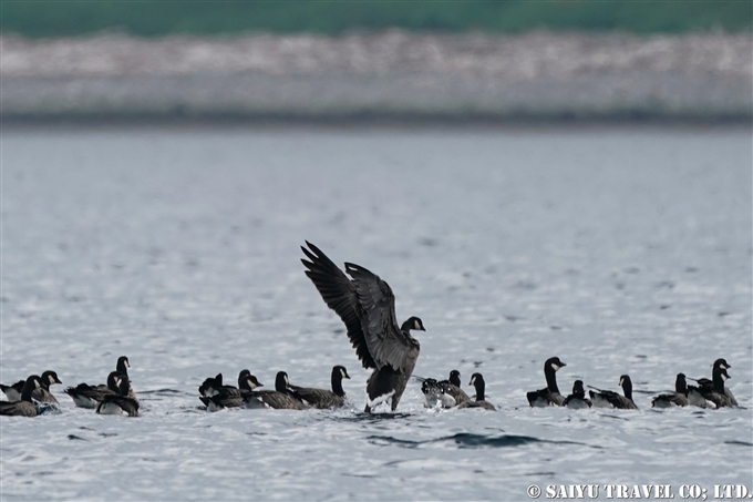 千島列島のシジュウカラガン　Cackling goose Kuril Islands Ekarma Shashikotan Island (8)