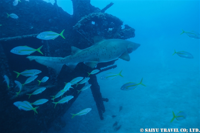 小笠原　二見湾の沈船のシロワニ (8)　Sand Tiger Shark - Bonin Island Japan