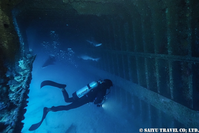 小笠原　二見湾の沈船のシロワニ (7)　Sand Tiger Shark - Bonin Island Japan