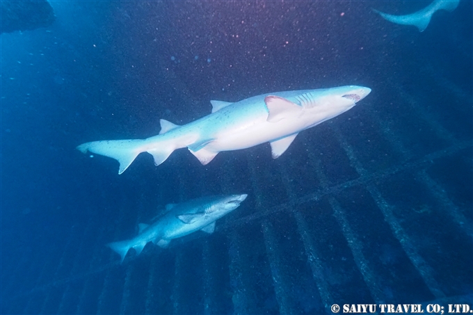 小笠原　二見湾の沈船のシロワニ (3)　Sand Tiger Shark - Bonin Island Japan