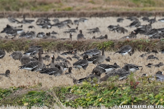 マガン Greater White-fronted Goose 伊豆沼　蕪栗沼　塒入り　Izunuma Kabukurinuma (2)