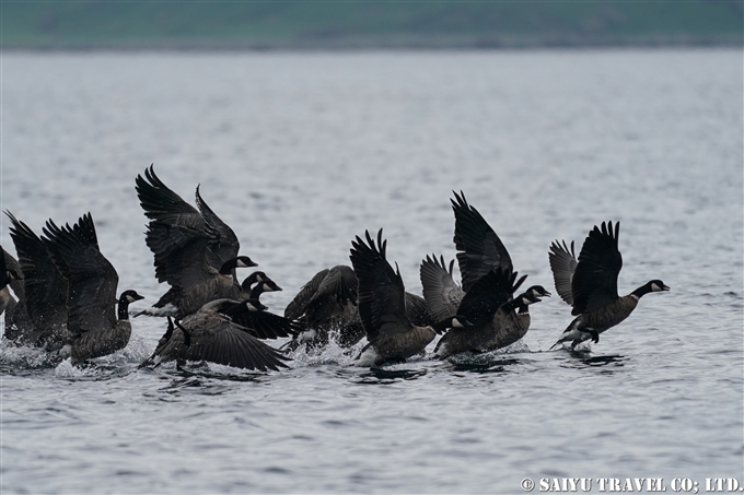 千島列島のシジュウカラガン　Cackling goose Kuril Islands Ekarma Shashikotan Island (10)