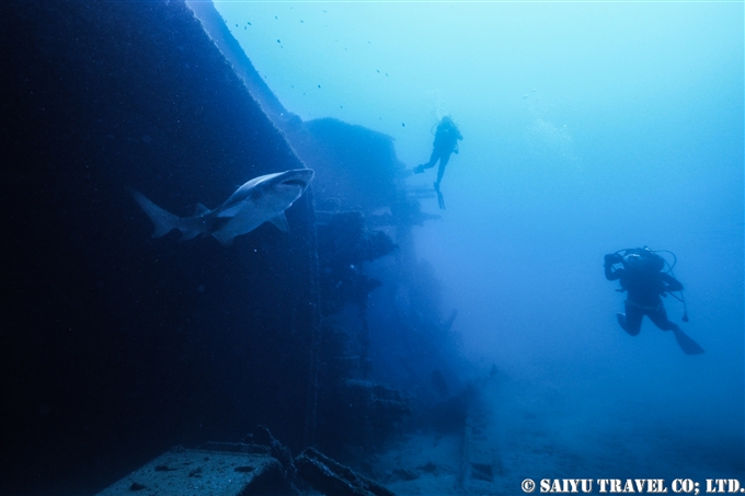 小笠原　二見湾の沈船のシロワニ (4)　Sand Tiger Shark - Bonin Island Japan