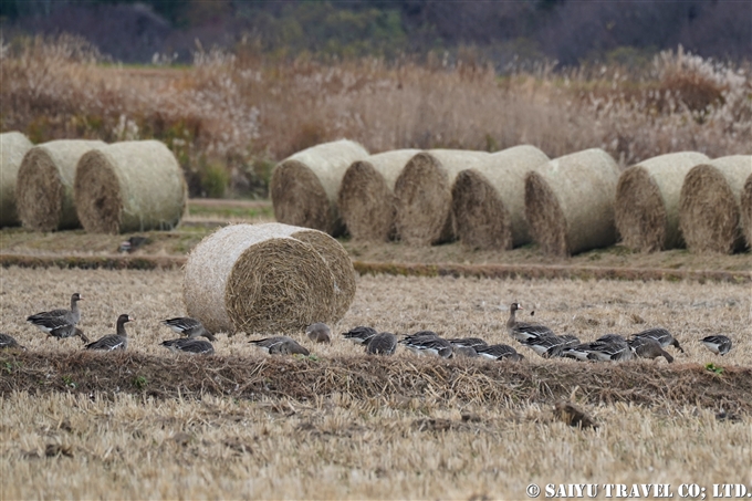 マガン Greater White-fronted Goose 伊豆沼　蕪栗沼　塒入り　Izunuma Kabukurinuma (5)