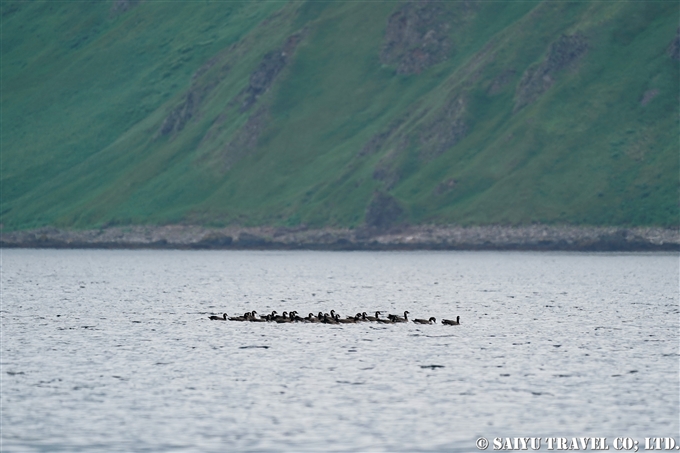 千島列島のシジュウカラガン　Cackling goose Kuril Islands Ekarma Shashikotan Island (12)