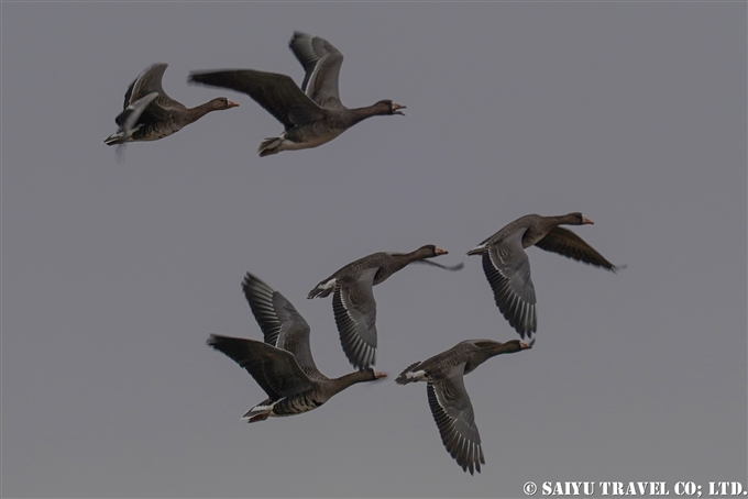 マガン Greater White-fronted Goose 伊豆沼　蕪栗沼　塒入り　Izunuma Kabukurinuma (4)