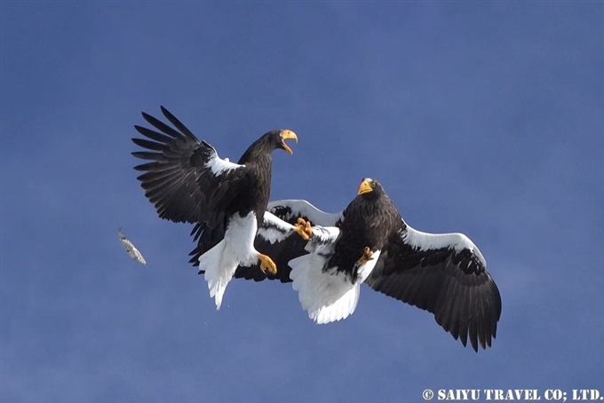 羅臼　流氷クルーズ　オオワシ　オジロワシ　Rausu Drift Ice Cruise Steller's Sea Eagle (7) Wildlife of Hokkaido