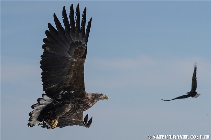 羅臼　流氷クルーズ　オオワシ　オジロワシ　Rausu Drift Ice Cruise Steller's Sea Eagle (3) Wildlife of Hokkaido