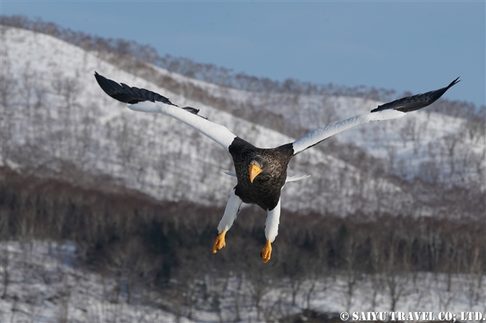 羅臼　流氷クルーズ　オオワシ　オジロワシ　Rausu Drift Ice Cruise Steller's Sea Eagle (2) Wildlife of Hokkaido