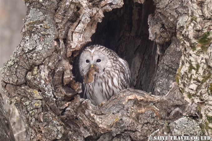 エゾフクロウ Ural owl Wildlife of Hokkaido (3)