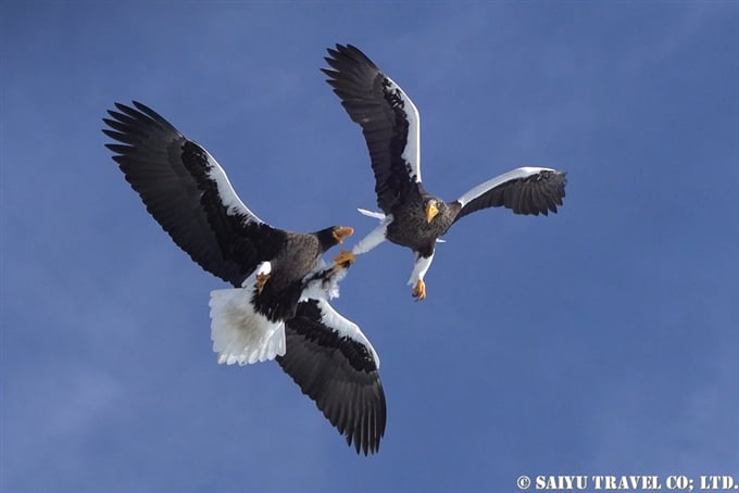 羅臼　流氷クルーズ　オオワシ　オジロワシ　Rausu Drift Ice Cruise Steller's Sea Eagle (8) Wildlife of Hokkaido