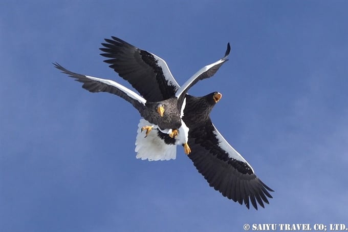 羅臼　流氷クルーズ　オオワシ　オジロワシ　Rausu Drift Ice Cruise Steller's Sea Eagle (9) Wildlife of Hokkaido