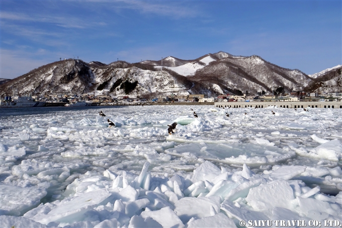 羅臼　流氷クルーズ　オオワシ　オジロワシ　Rausu Drift Ice Cruise Steller's Sea Eagle (6) Wildlife of Hokkaido
