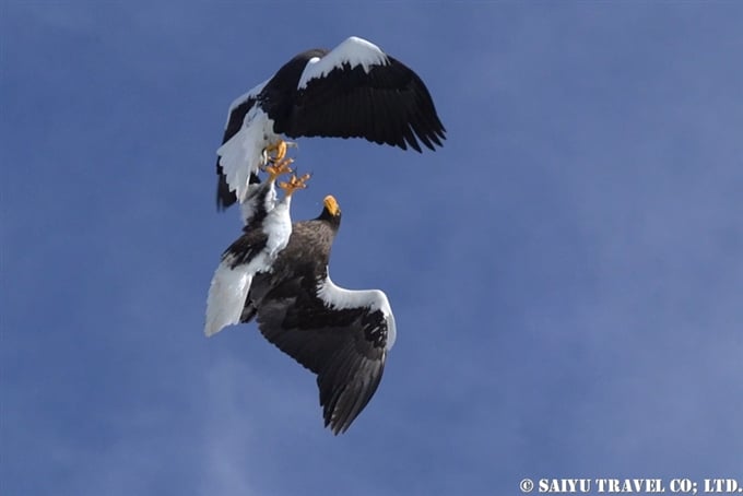 羅臼　流氷クルーズ　オオワシ　オジロワシ　Rausu Drift Ice Cruise Steller's Sea Eagle (11) Wildlife of Hokkaido