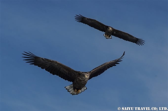 羅臼　流氷クルーズ　オオワシ　オジロワシ　Rausu Drift Ice Cruise Steller's Sea Eagle (5) Wildlife of Hokkaido