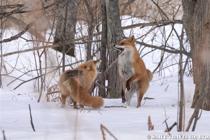 キタキツネの求愛　courtship of Ezo red fox Wildlife of Japan 北海道の野生動物