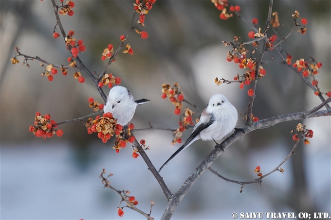 動画 シマエナガ Long Tailed Tit 根室 北海道 ワイルドライフ Wildlife 世界の野生動物観察日記 動画 シマエナガ Long Tailed Tit 根室 北海道 ワイルドライフ Wildlife 世界の野生動物観察日記