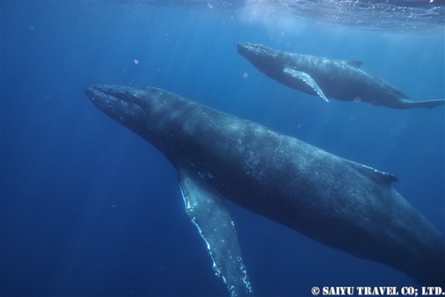 奄美大島ホエールスイム Humback Whale Swim in AMAMI OSHIMA (5)