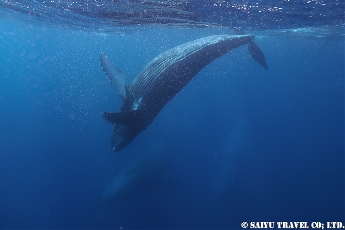 奄美大島ホエールスイム Humback Whale Swim in AMAMI OSHIMA (7)
