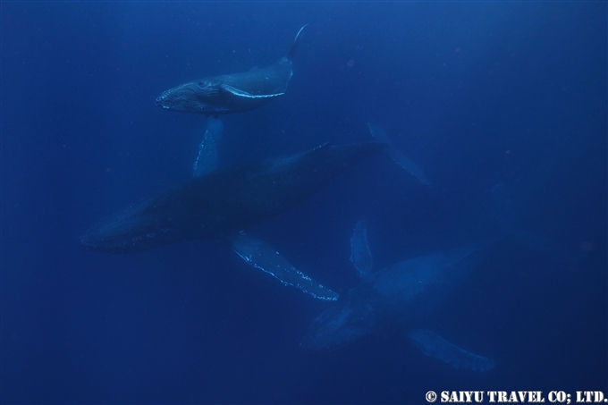 奄美大島ホエールスイム Humback Whale Swim in AMAMI OSHIMA (8)