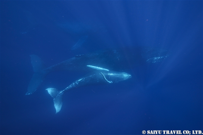 奄美大島ホエールスイム Humback Whale Swim in AMAMI OSHIMA (3)