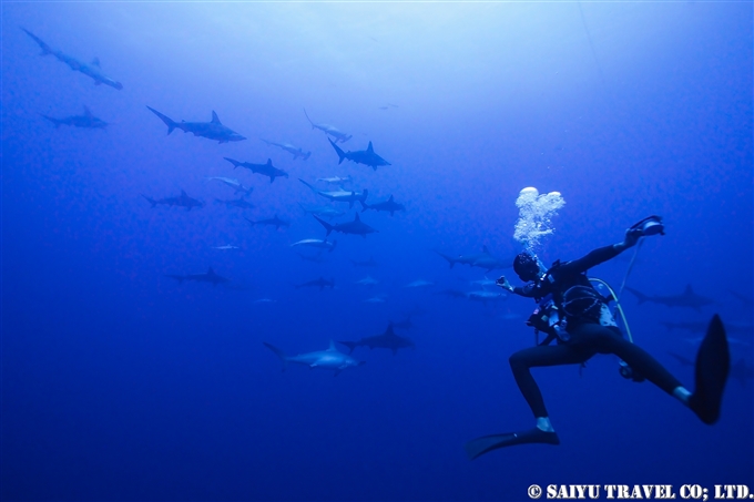 与那国ハンマー　Yonaguni Hammerhead sharks Diving at Yonaguni Island (2)