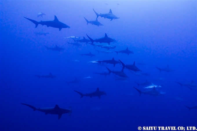 与那国ハンマー　Yonaguni Hammerhead sharks Diving at Yonaguni Island (1)