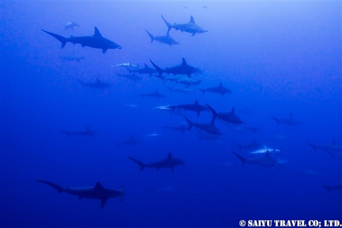 与那国ハンマー　Yonaguni Hammerhead sharks Diving at Yonaguni Island (1)