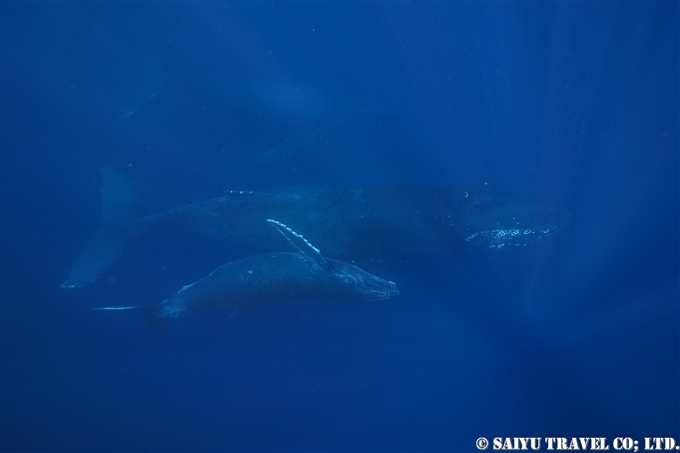 奄美大島ホエールスイム Humback Whale Swim in AMAMI OSHIMA (2)