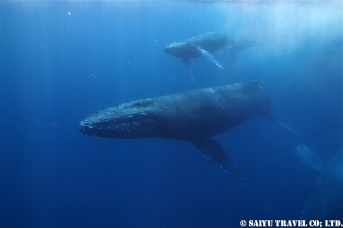 奄美大島ホエールスイム Humback Whale Swim in AMAMI OSHIMA (4)