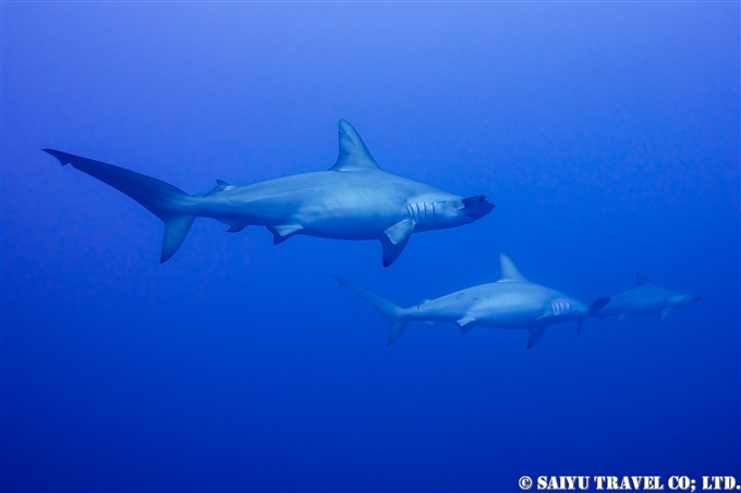 与那国ハンマー　Yonaguni Hammerhead sharks Diving at Yonaguni Island (4)