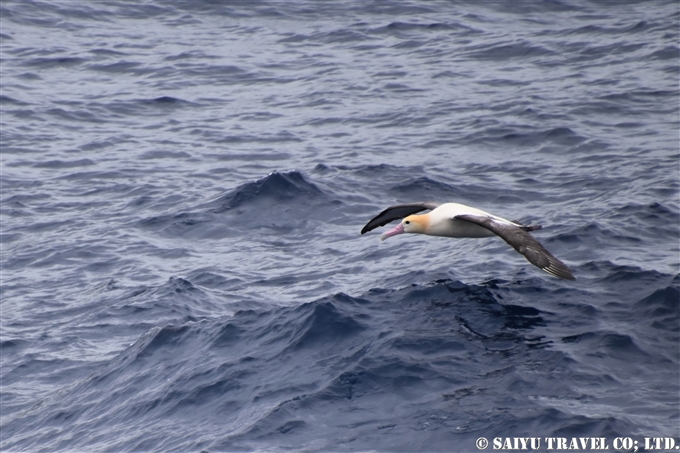 ⑨アホウドリアホウドリ　鳥島クルーズShort-tailed Albatross Tori-shima Island