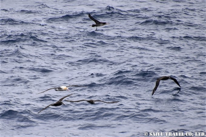 ⑧アホウドリとクロアシホウドリアホウドリ　鳥島クルーズShort-tailed Albatross Tori-shima Island