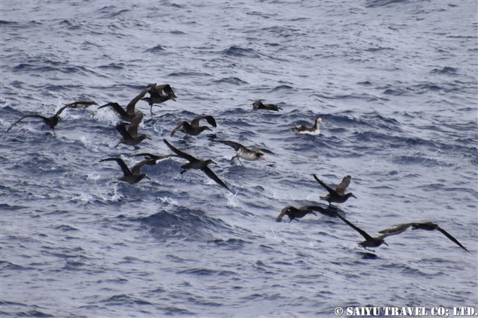 ⑪海面より飛び立つ様子アホウドリ　鳥島クルーズShort-tailed Albatross Tori-shima Island