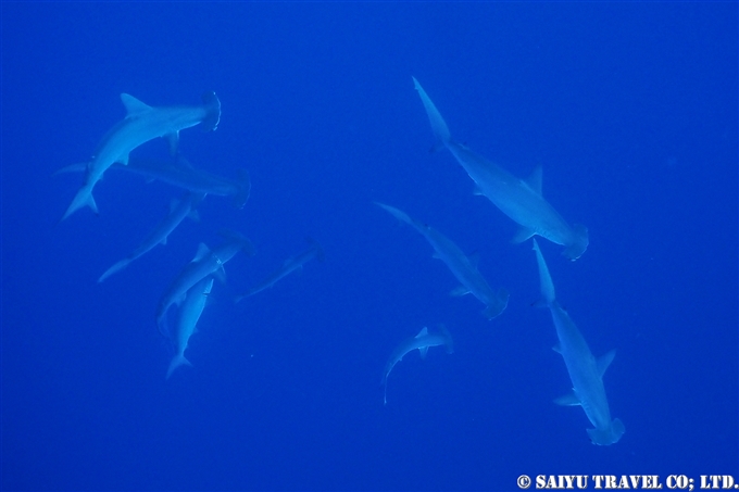 ハンマーヘッドシャーク　ソコロ諸島　レビジャヒヘド諸島　ロカパルティーダ Socorro Roca Partida Revillagigedo (1)