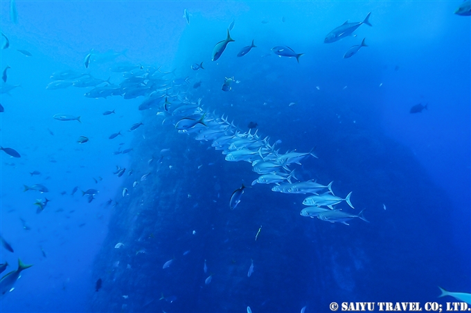 ソコロ諸島　レビジャヒヘド諸島　ロカパルティーダ Socorro Roca Partida Revillagigedo (5)