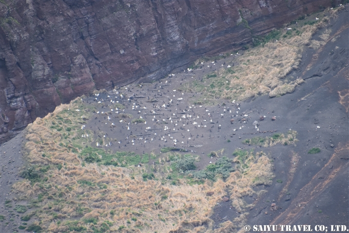 ⑭燕崎の繁殖地拡大アホウドリ　鳥島クルーズShort-tailed Albatross Tori-shima Island Tsubamezaki breading ground