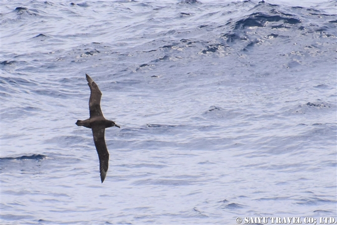 ②鳥島到着前　クロアシホウドリアホウドリ　鳥島クルーズBlack-footed Albatross Tori-shima Island