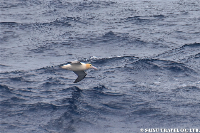 ③鳥島到着前　アホウドリアホウドリ　鳥島クルーズShort-tailed Albatross Tori-shima Island