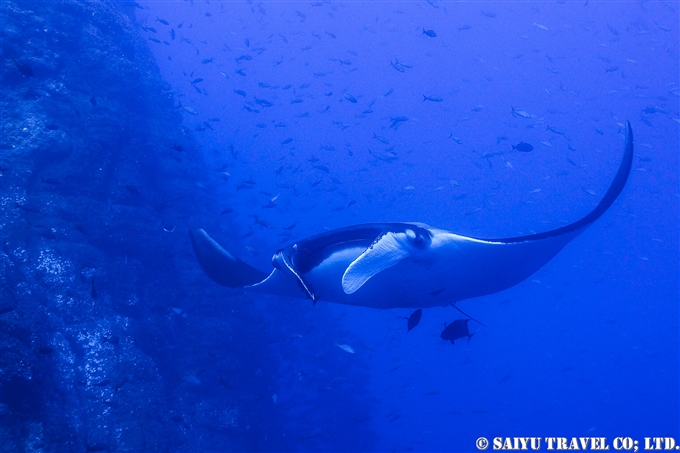 オニイトマキエイ Giant Manta ジャイアントマンタ　ソコロ諸島　レビジャヒヘド諸島　ロカパルティーダ Socorro Roca Partida Revillagigedo (9)