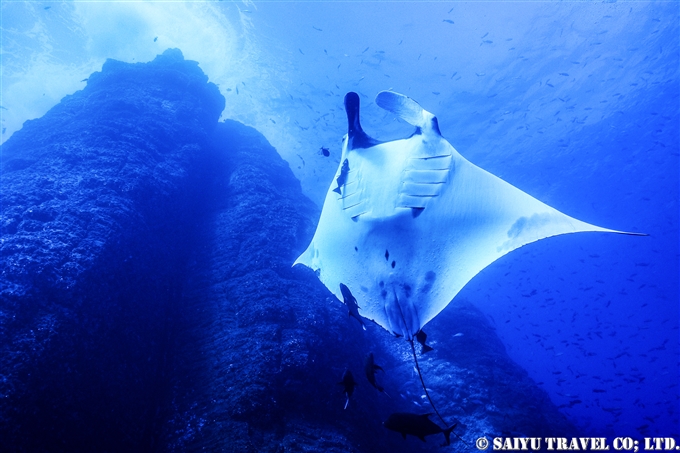 オニイトマキエイ Giant Manta ジャイアントマンタ　ソコロ諸島　レビジャヒヘド諸島　ロカパルティーダ Socorro Roca Partida Revillagigedo (11)