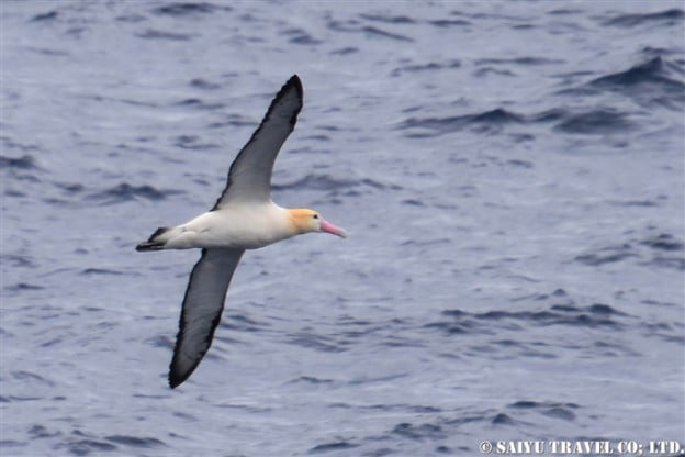 ⑯アホウドリアホウドリ　鳥島クルーズShort-tailed Albatross Tori-shima Island