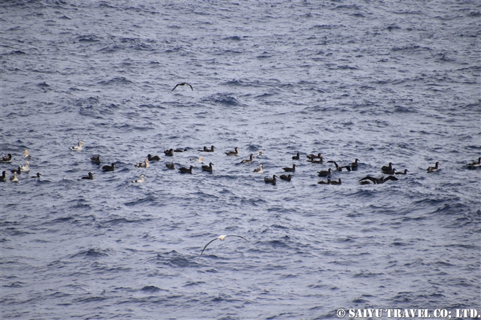 ⑩海面に浮かぶアホウドリとクロアシホウドリアホウドリ　鳥島クルーズShort-tailed Albatross Tori-shima Island