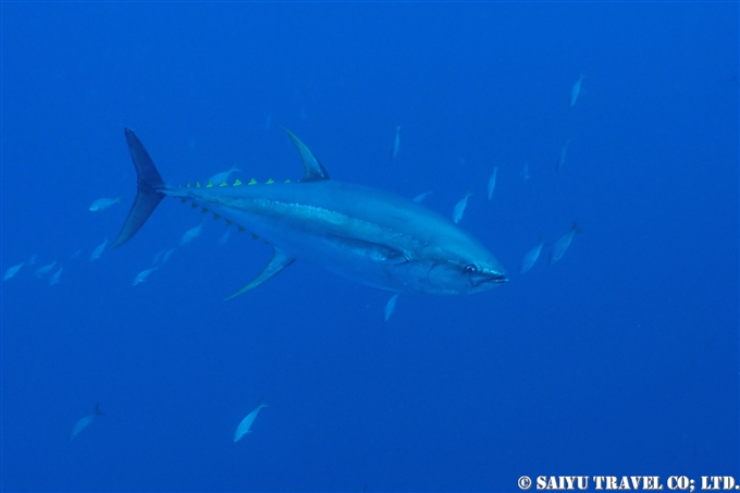 キハダ　ソコロ諸島　レビジャヒヘド諸島　ロカパルティーダ Socorro Roca Partida Revillagigedo (2)