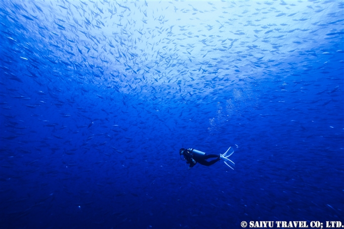 ソコロ諸島　レビジャヒヘド諸島　ロカパルティーダ Socorro Roca Partida Revillagigedo (6)