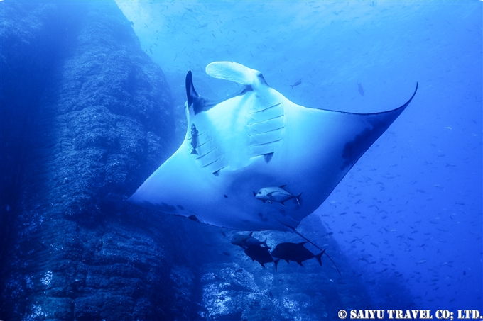 オニイトマキエイ Giant Manta ジャイアントマンタ　ソコロ諸島　レビジャヒヘド諸島　ロカパルティーダ Socorro Roca Partida Revillagigedo (10)