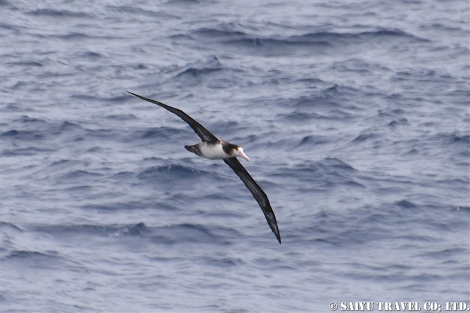 ⑤鳥島到着前　アホウドリの若鳥アホウドリ　鳥島クルーズShort-tailed Albatross Tori-shima Island