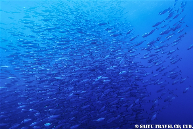 ハガツオ　ソコロ諸島　レビジャヒヘド諸島　ロカパルティーダ Socorro Roca Partida Revillagigedo (3)