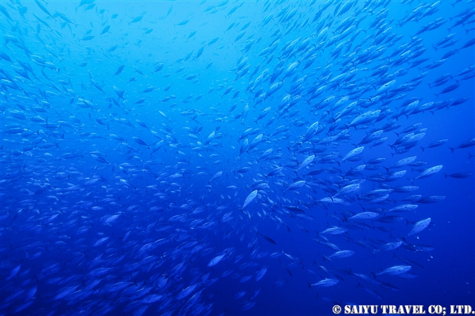 ハガツオ　ソコロ諸島　レビジャヒヘド諸島　ロカパルティーダ Socorro Roca Partida Revillagigedo (4)